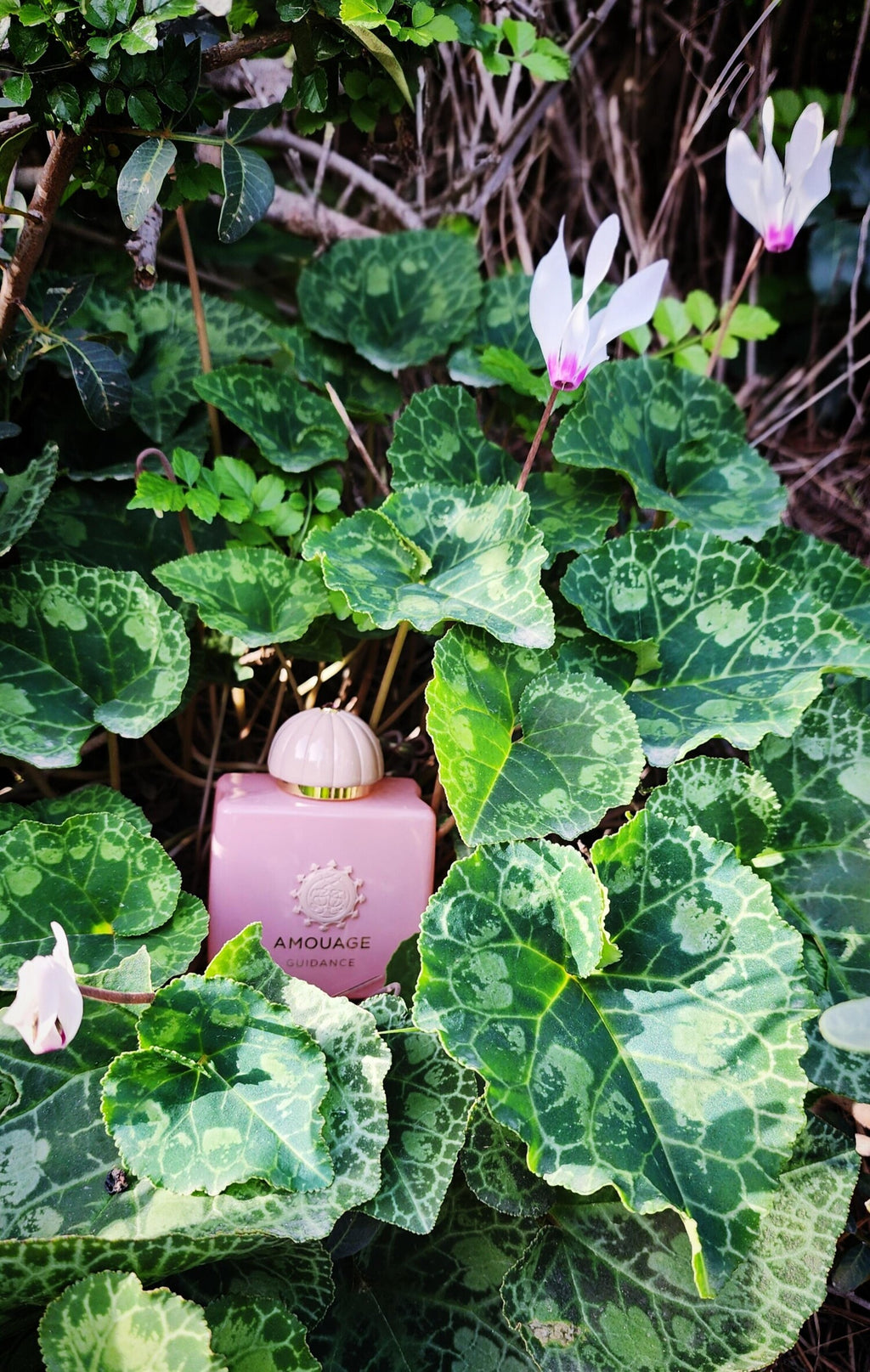 Amouage Guidance
