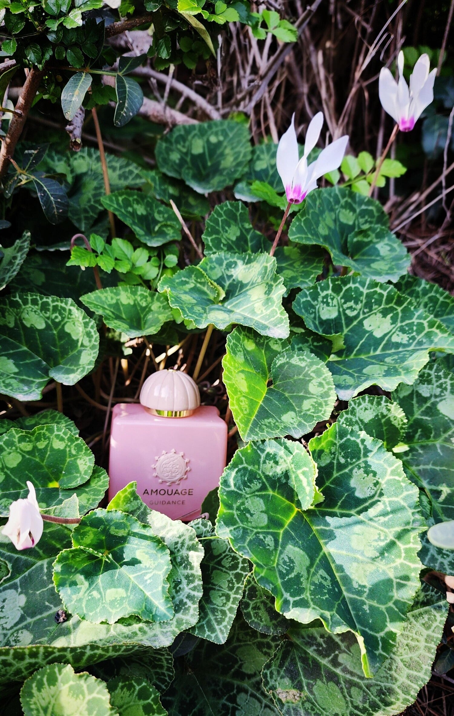 Amouage Guidance